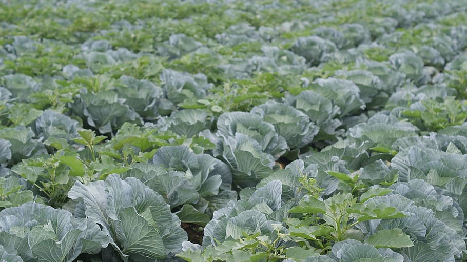 Vegetables, Healthy, green, agriculture, food, farm, nature HD wallpaper