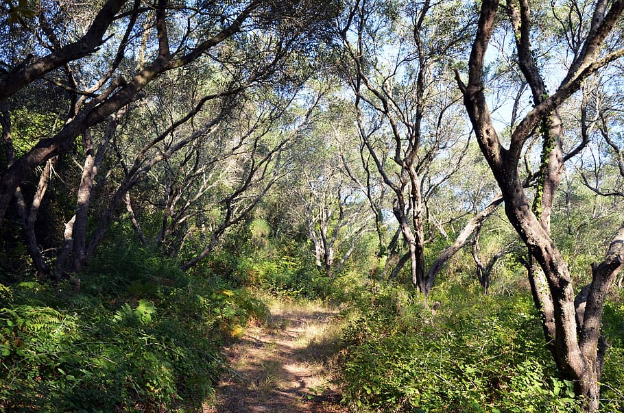 Nature, Olive Trees, Green, Olives, oilseed, forest, away, shadow HD wallpaper