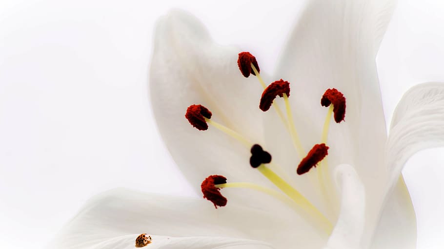 white flower, lys, ladybug, pink, insect, fleur de lys, wallpaper HD wallpaper