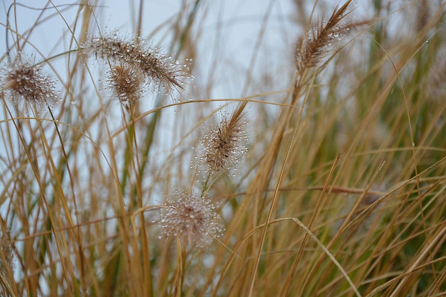spikes, plant, nature, field, herbs, water, growth, grass, beauty in nature HD wallpaper