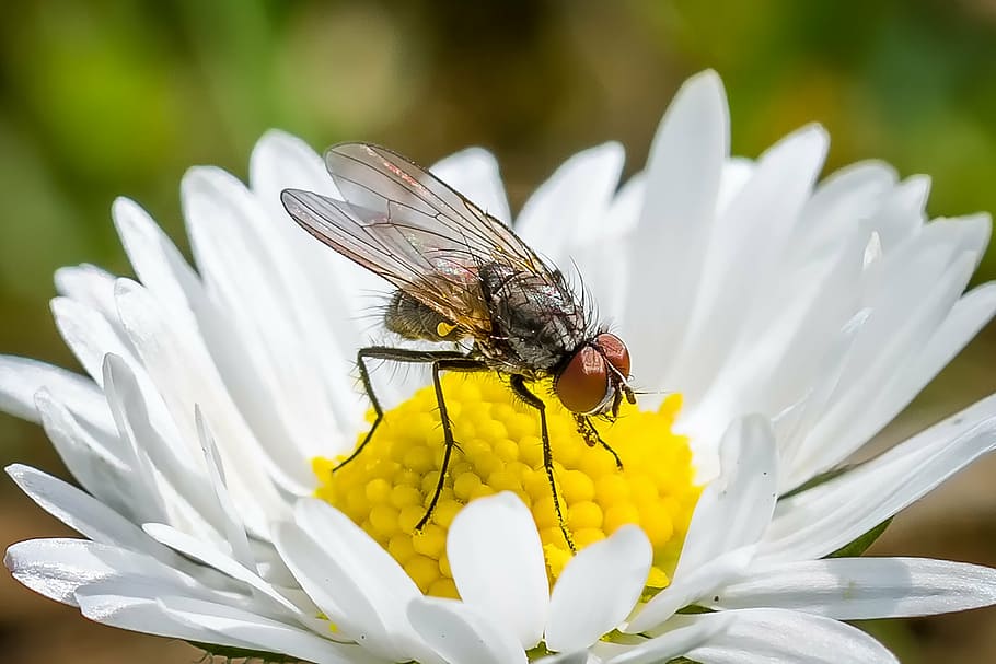 selective focus photography of housefly perched on white daisy flower HD wallpaper