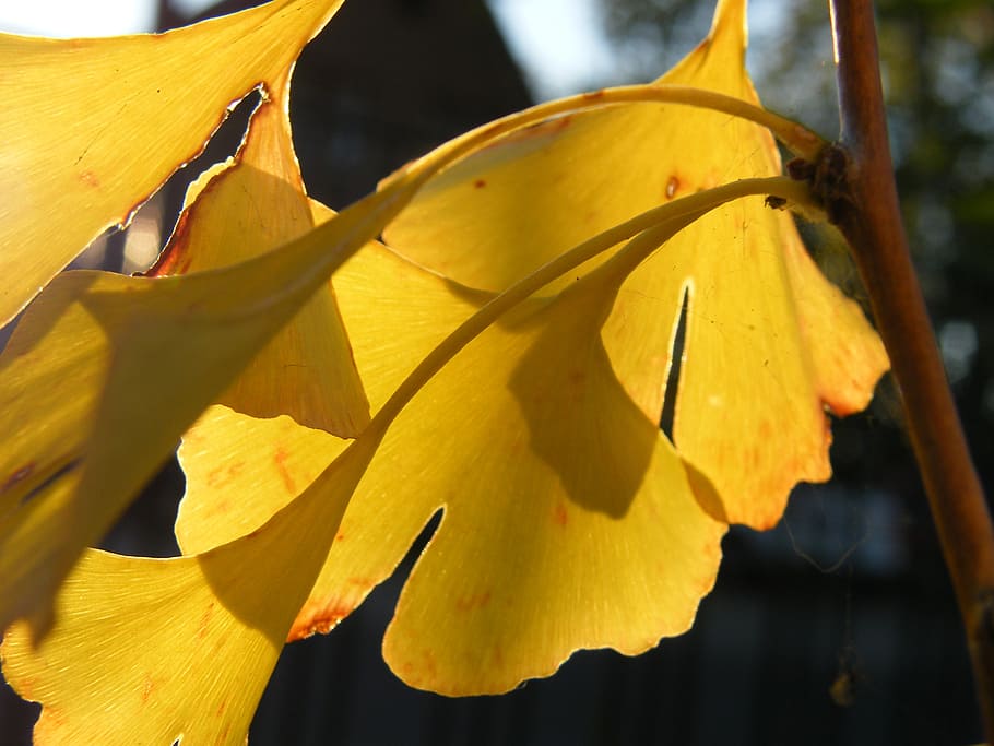 gingko, leaf, leaves, autumn, colorful, decoration, emerge HD wallpaper
