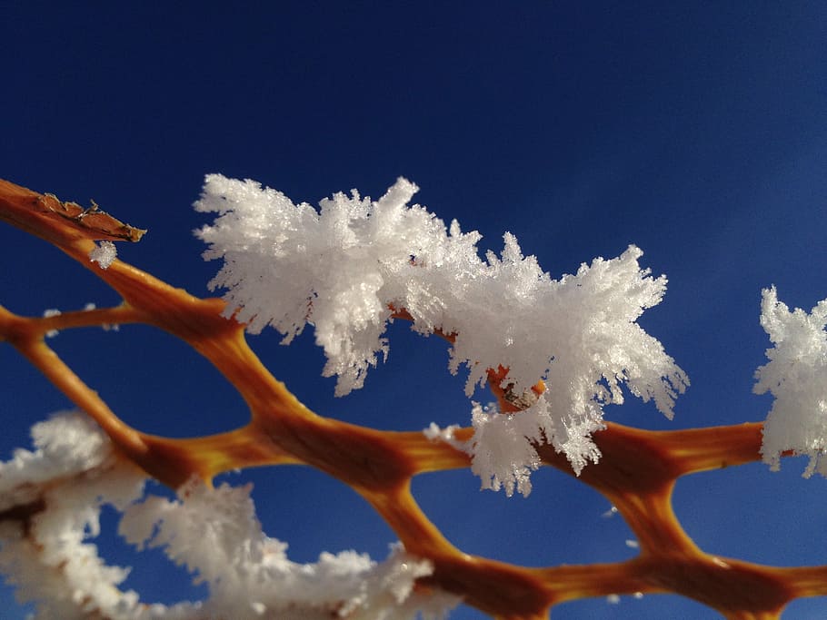 frost, crystals, rime, nature, blue, sky, snow, winter, cold temperature HD wallpaper