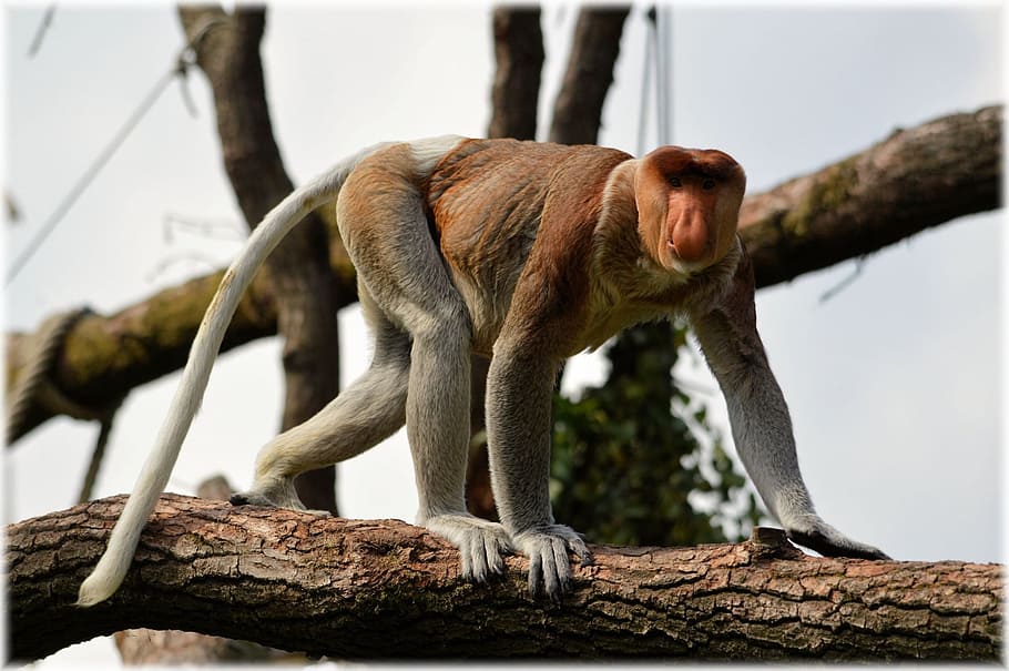proboscis monkey, rare, species, mammal, wildlife, climb, reserve HD wallpaper