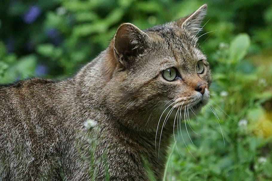 short-fur cat in forest, wildcat, forest cat, predator, protected HD wallpaper