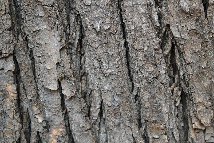 Bark, Tree, Forest, Trunk, the bark, textured, tree trunk, rough HD wallpaper