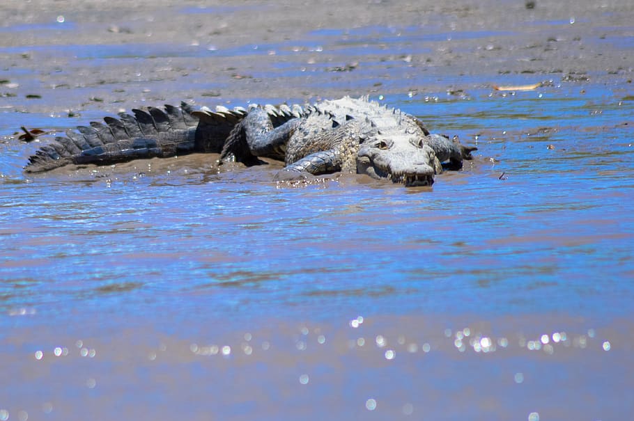 crocodile, teeth, animal, animal themes, water, one animal HD wallpaper