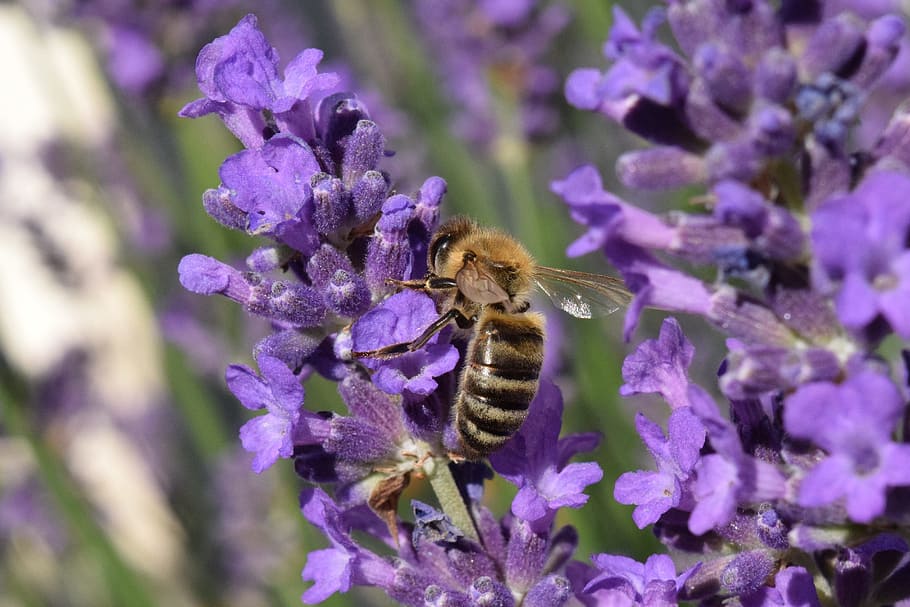 bee, lavender, blossom, bloom, sprinkle, fertilize, summer HD wallpaper