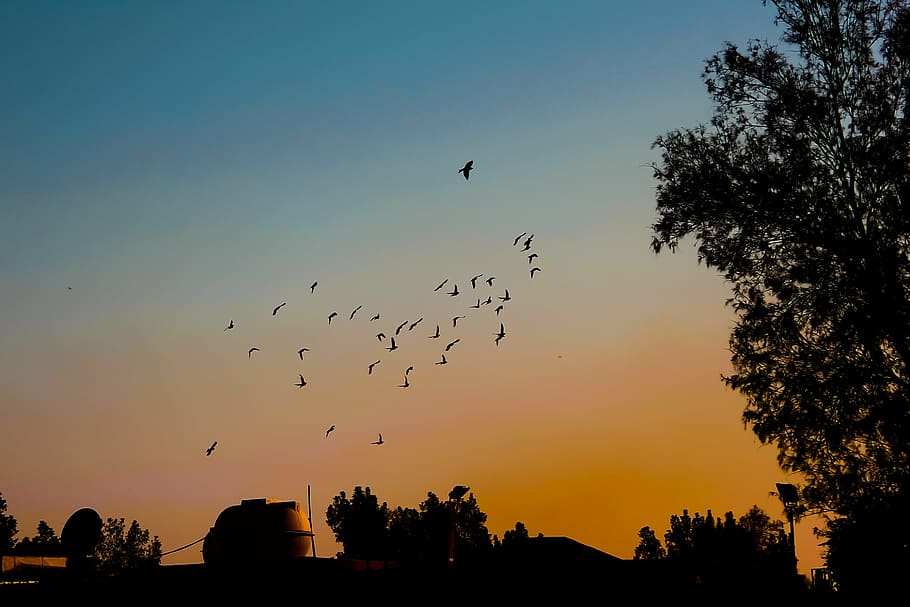 sunset, birds, nature, silhouette, vertebrate, animal themes HD wallpaper