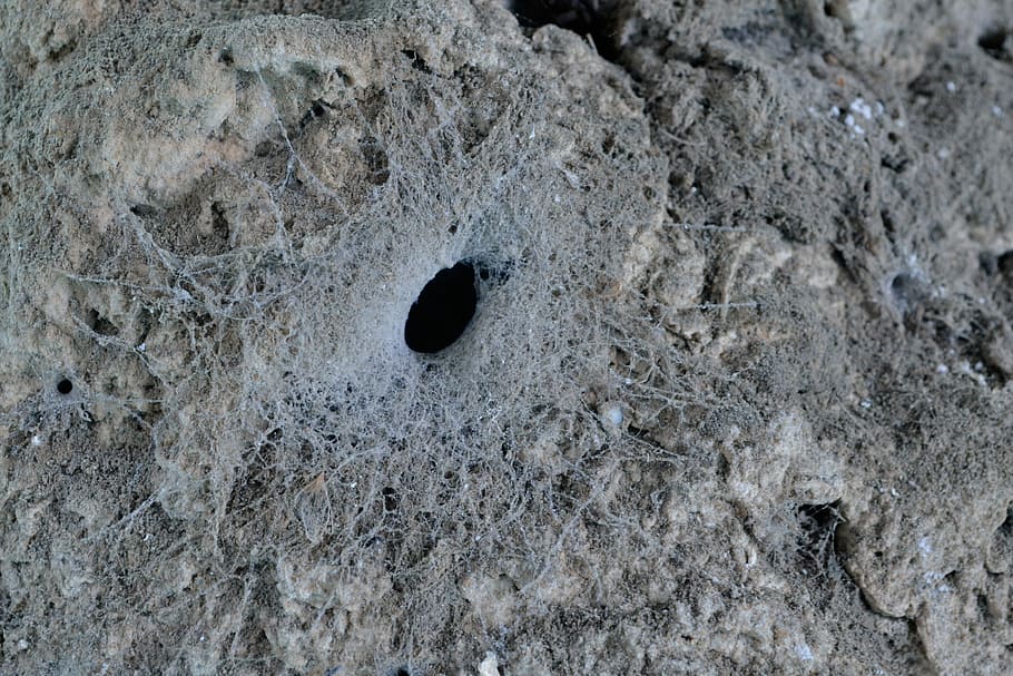 Web, Texture, Spider, Nest, spider's nest, gray, no people HD wallpaper