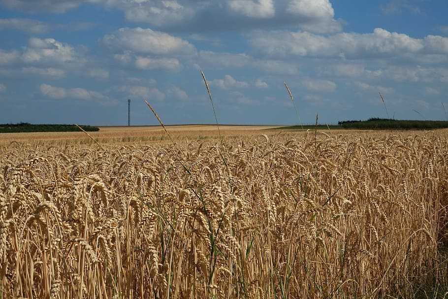 Cereals, Cornfield, Spike, agriculture, grain, summer, wheat HD wallpaper
