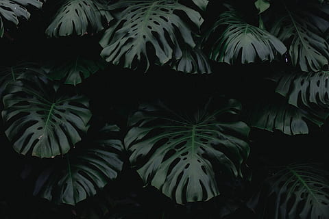 green leaf plants, green leafed plants, Royal, Botanical, Greenhouse HD wallpaper