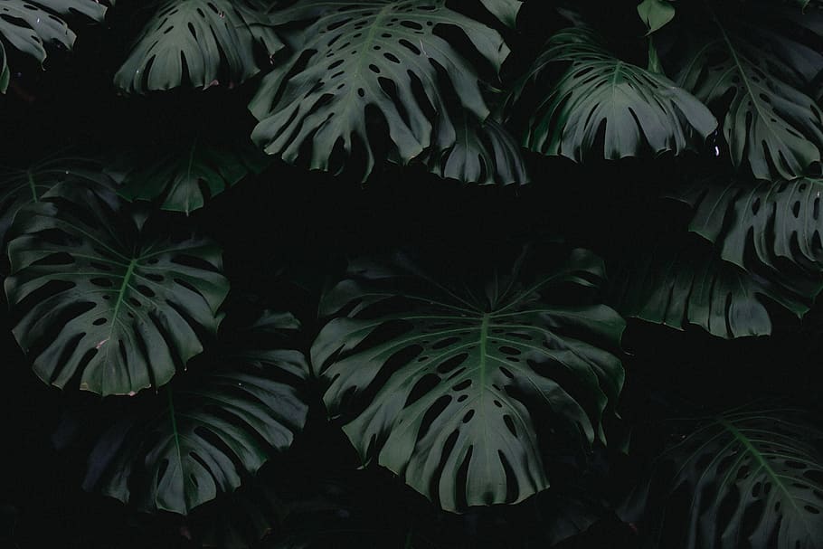 Illustration Green Plant Desktop Wallpaper Template and Ideas for Design   Fotor