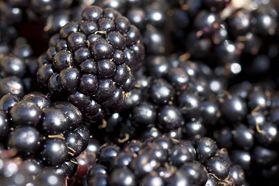 blackberry, macro, full frame, close-up, jewelry, no people HD wallpaper
