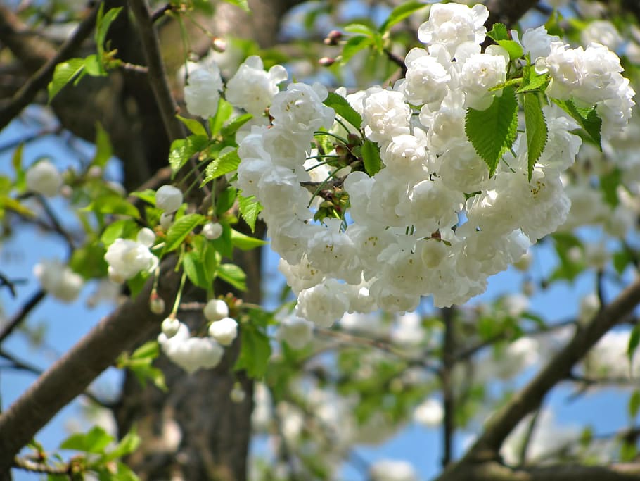 tree, blossom, blossoms, spring, nature, white, flower, flowering plant HD wallpaper