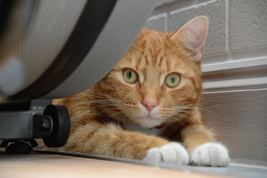 Cat, Staring, Tabby, Ginger, domestic cat, animal themes, one animal HD wallpaper