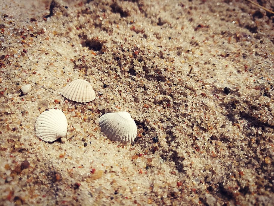 beach, shells, sand, seashell, scallop, nature, the coast, land HD wallpaper