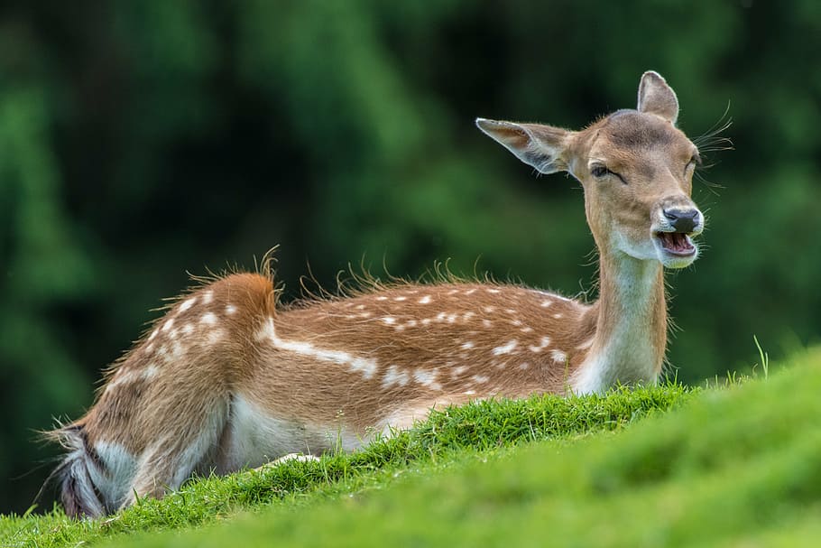 deer lying on green grass, fallow deer, doe, scheu, wild, forest animal HD wallpaper