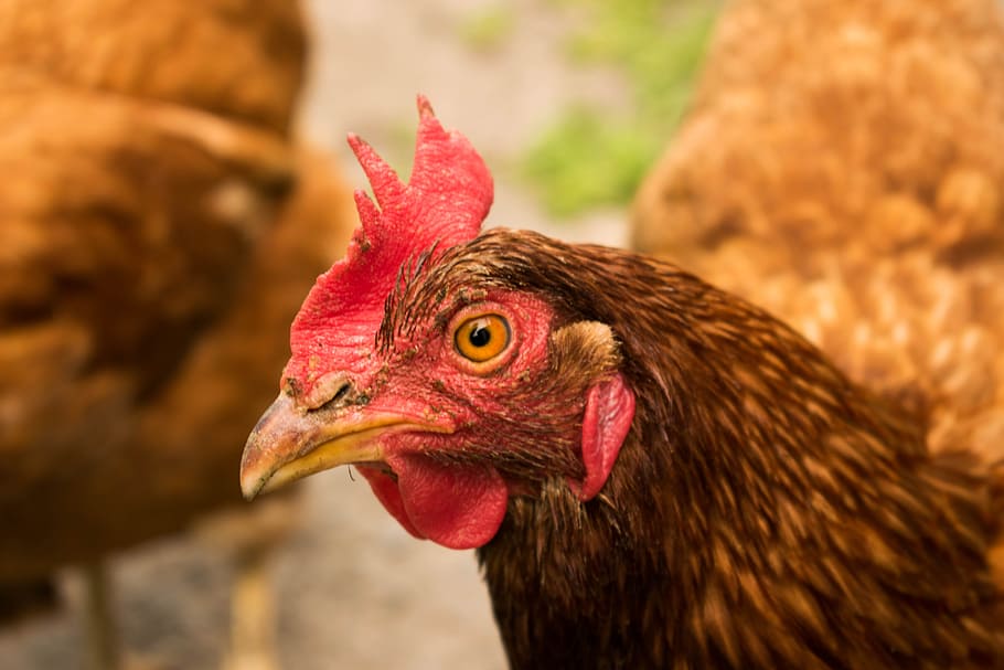 Poultry, Chicken, Hen, chicken - Bird, farm, agriculture, animal HD wallpaper