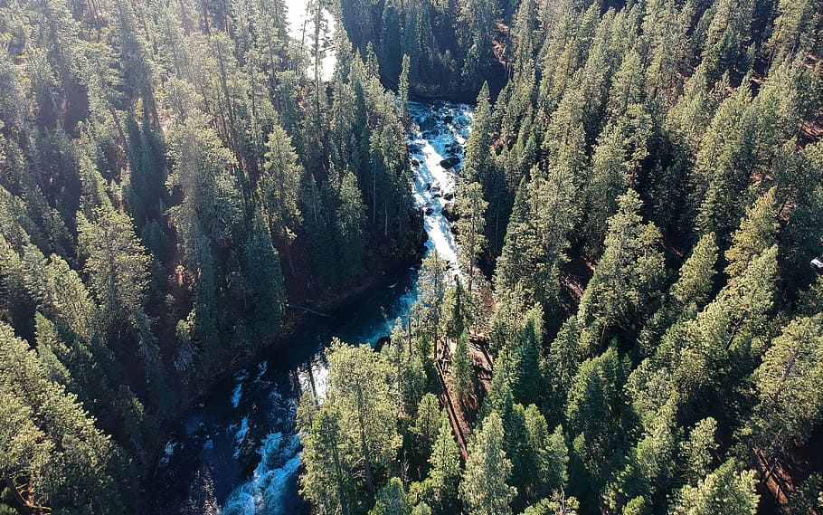 areal photography of pine trees, tall trees near lake during daytime HD wallpaper