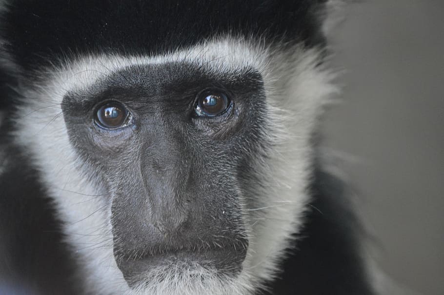monkey, primate, zoo, ape, face, nature, jungle, asia, cute HD wallpaper