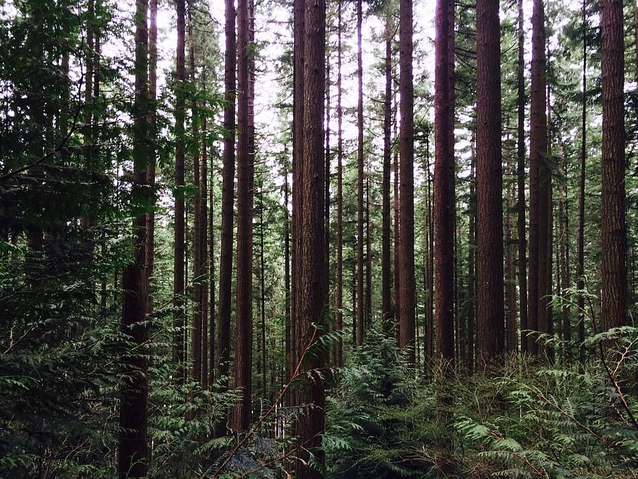 Trees, Forest, Woods, Nature, Green, environment, natural, scenery HD wallpaper