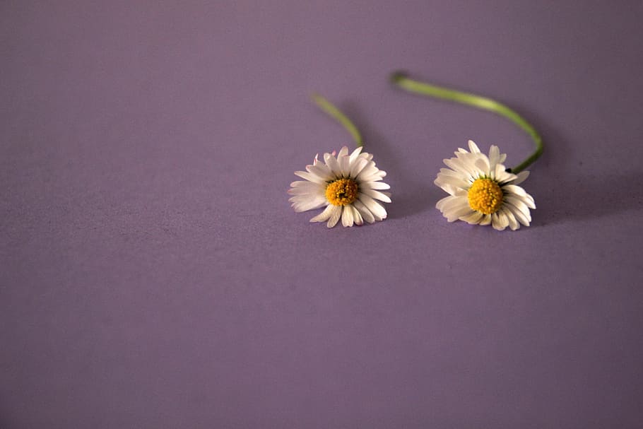 two white daffodils, daisy, violet, flower, background, nature HD wallpaper