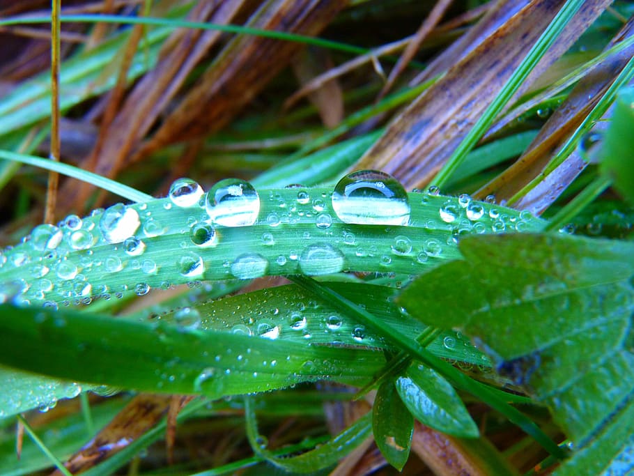 Blade Of Grass, Drip, Drop, Drop Of Water, meadow, wet, rain, HD wallpaper