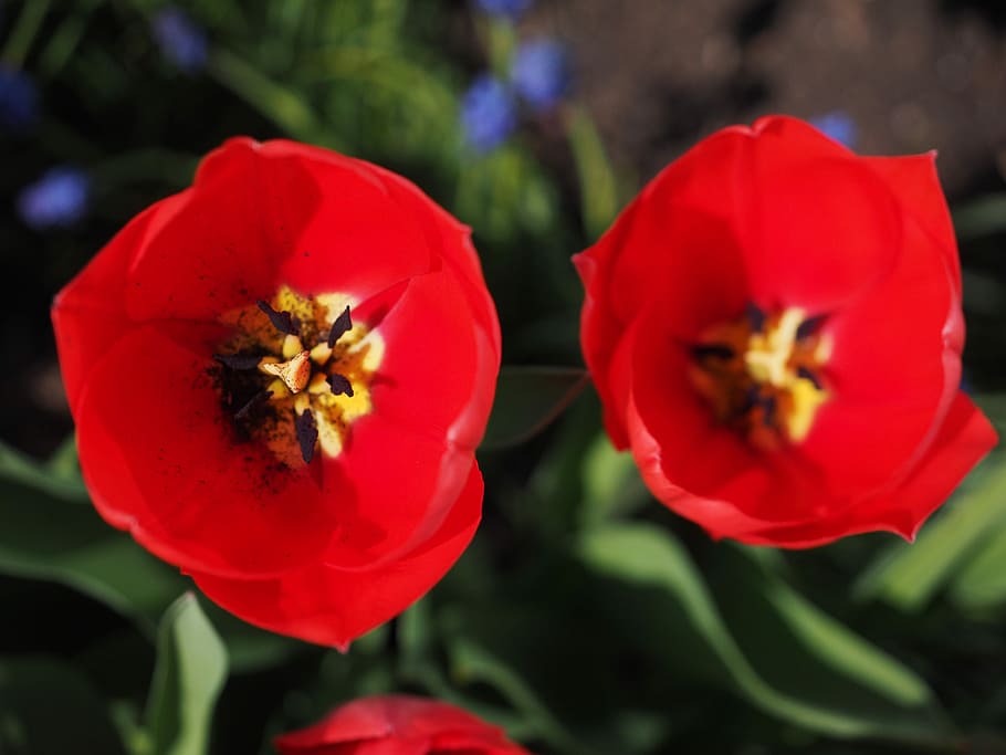 Tulips, Flowers, Spring, Close, red, colorful, tulipa, lily, HD wallpaper