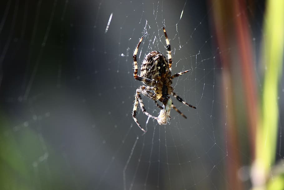 spider, macro, close, cobweb, nature, fear, network, public record HD wallpaper