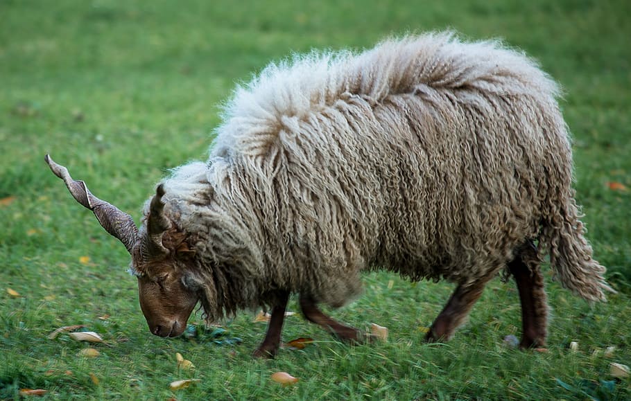 lamb, sheep, pets, four-legged, white, animal, farm, grass