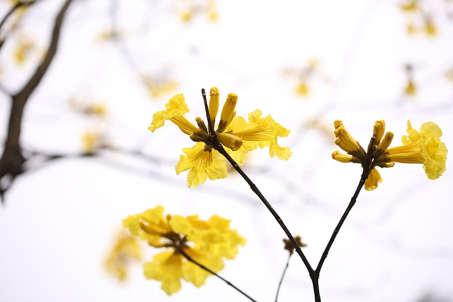 flower, plant, bee, spring, nature, grow, outdoor, life, color HD wallpaper