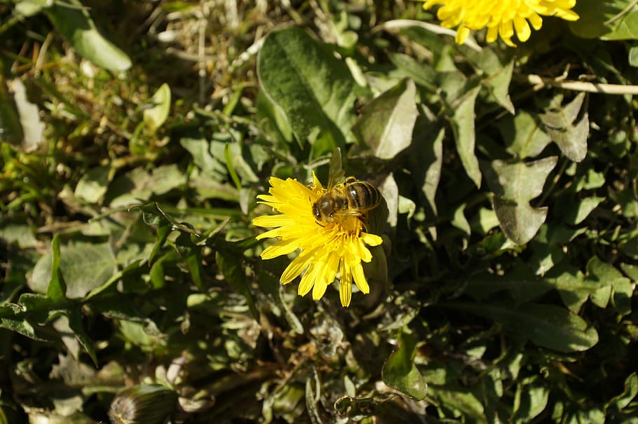 Dandelion, Bee, Insect, Flower, Yellow, honey bee, nature, one animal HD wallpaper