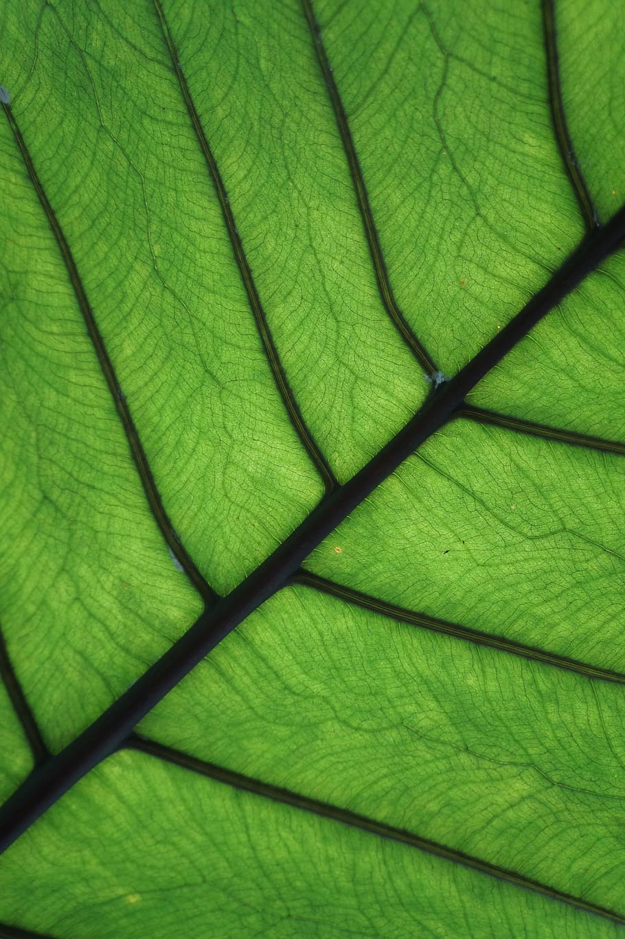leaf, close, palm, nature, leaves, back light, light and shadow HD wallpaper