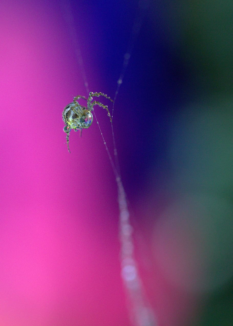 spider, spider web, drops, hooked, arachnid, dew, place, coloring HD wallpaper