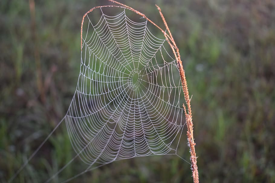 spider, spiderweb, nature, trap, cobweb, dew, spider web, focus on foreground HD wallpaper