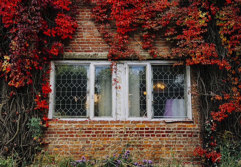 brown and white building with red vine flowers, brick buildings covered with red flowers at daytime HD wallpaper