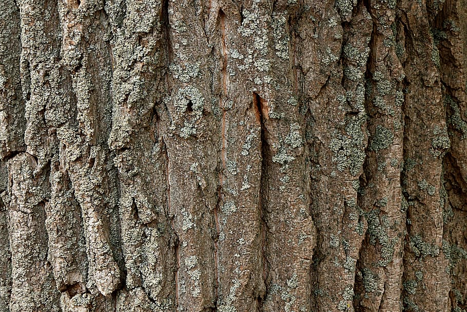 tree, tree bark, poplar, trunk, tree trunk, full frame, backgrounds HD wallpaper