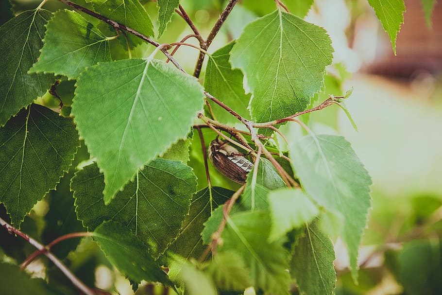 Beetle, Leaves, Birch, Insect, Nature, sheet, green, closeup HD wallpaper