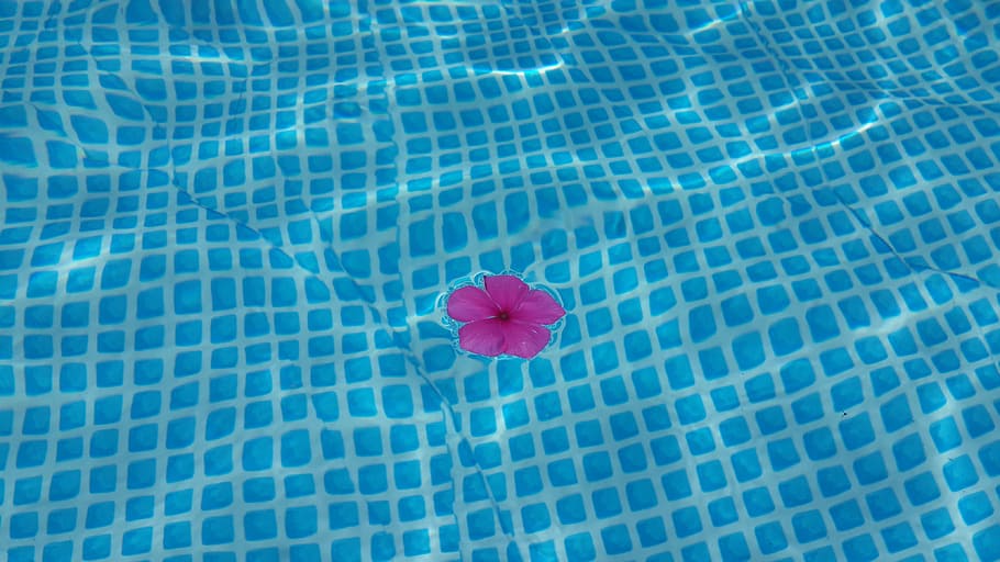 pink petaled flower on swimming pool, bloom, water, relax, yoga HD wallpaper