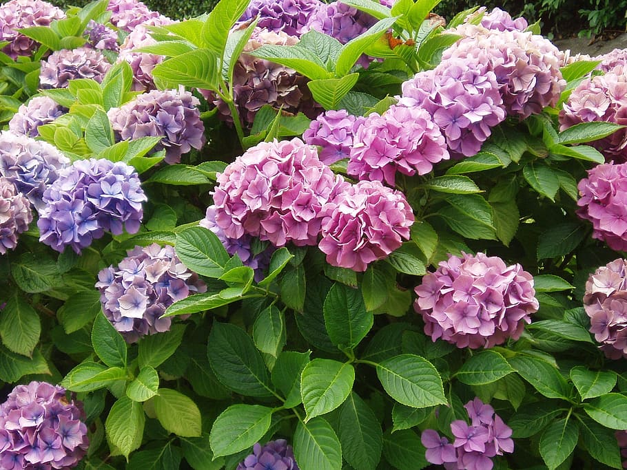 hydrangea, plant, bush, pink, flower, blossom, bloom, blue HD wallpaper