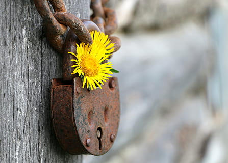close view of yellow flower on grey packlock, castle, rusty HD wallpaper