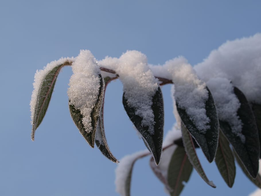 snow, winter, leaves, sky, nature, cold temperature, no people HD wallpaper