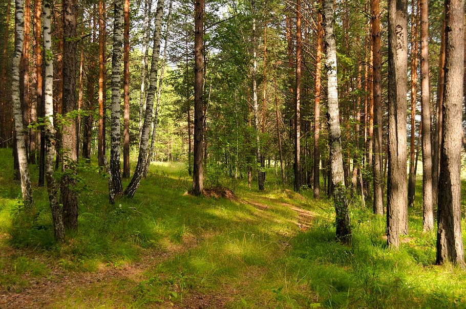 trees in green field during daytime, forest, pine trees, trail HD wallpaper
