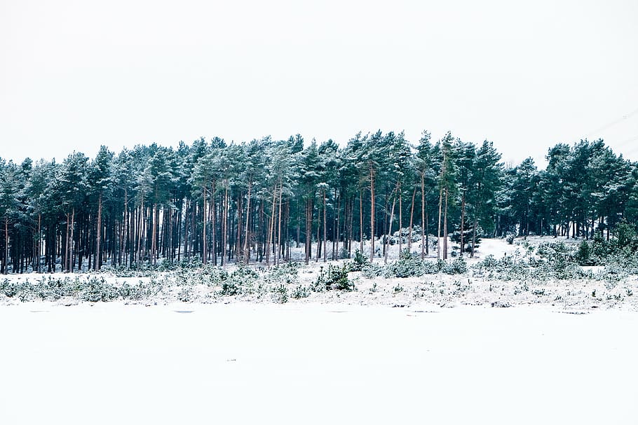 snow-covered forest during daytime, photo, green, trees, winter HD wallpaper
