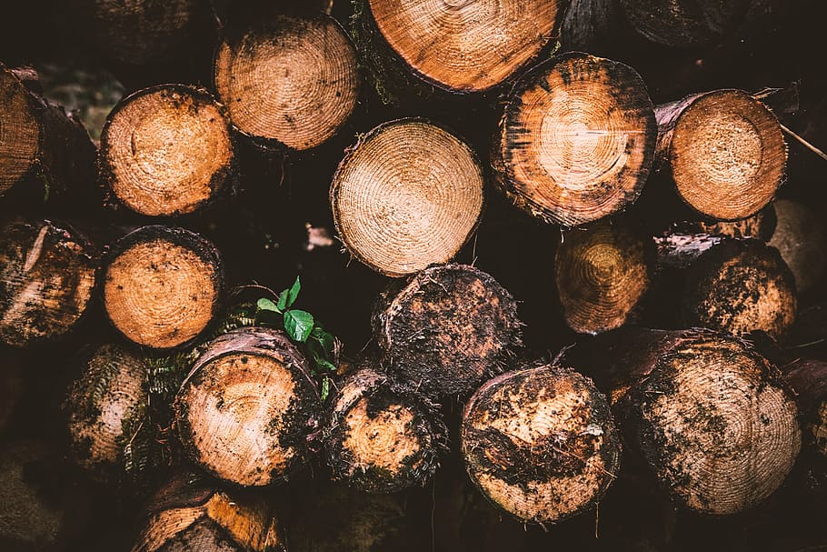 close-up photography of firewoods, log, holzstapel, logging, tree stump, HD wallpaper