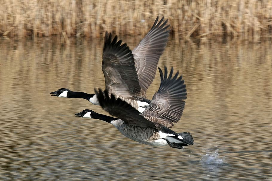 two brown ducks flying above water during daytime, bird, goose HD wallpaper