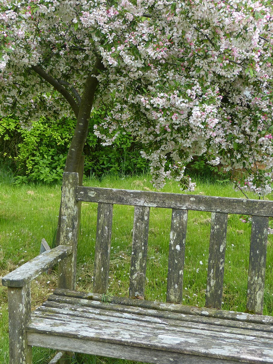 bank, sit, old, tree, bloom, seat, wood, plant, wood - material HD wallpaper