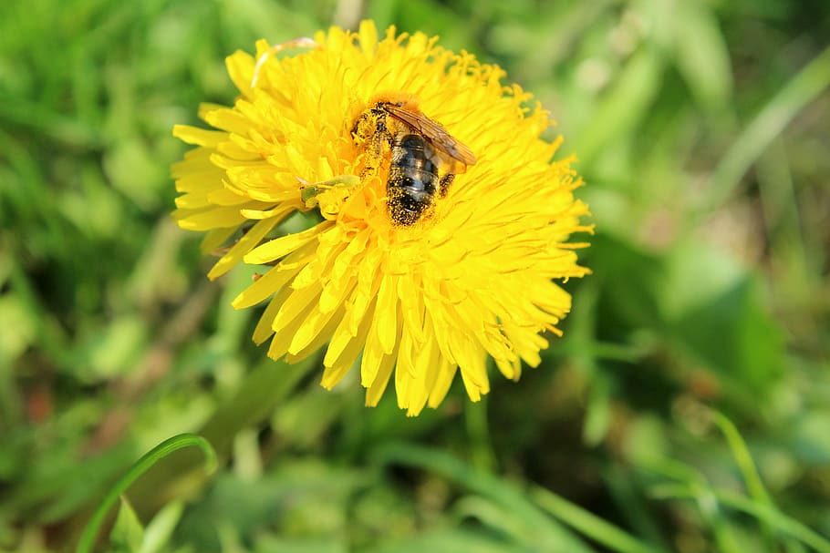 dandelion, bee, pollen, nature, plant, insect, flower, flowering plant HD wallpaper