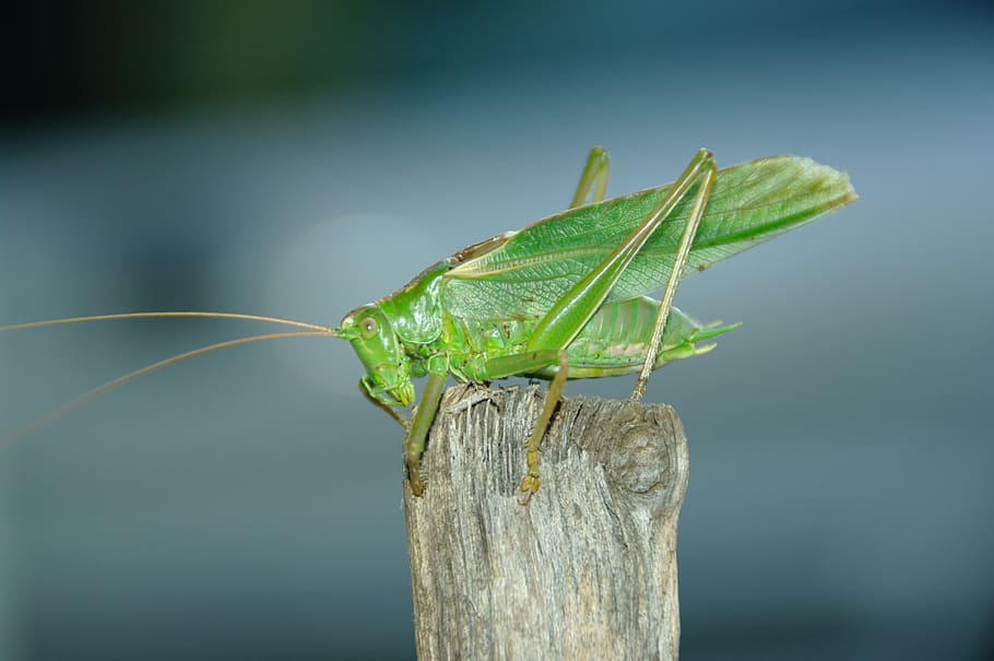konik, grasshopper, feb, insect, nature, animal, locust, close-up HD wallpaper
